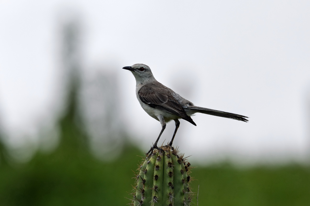 6815 Jericoacoara Tropische Spotlijster.jpg