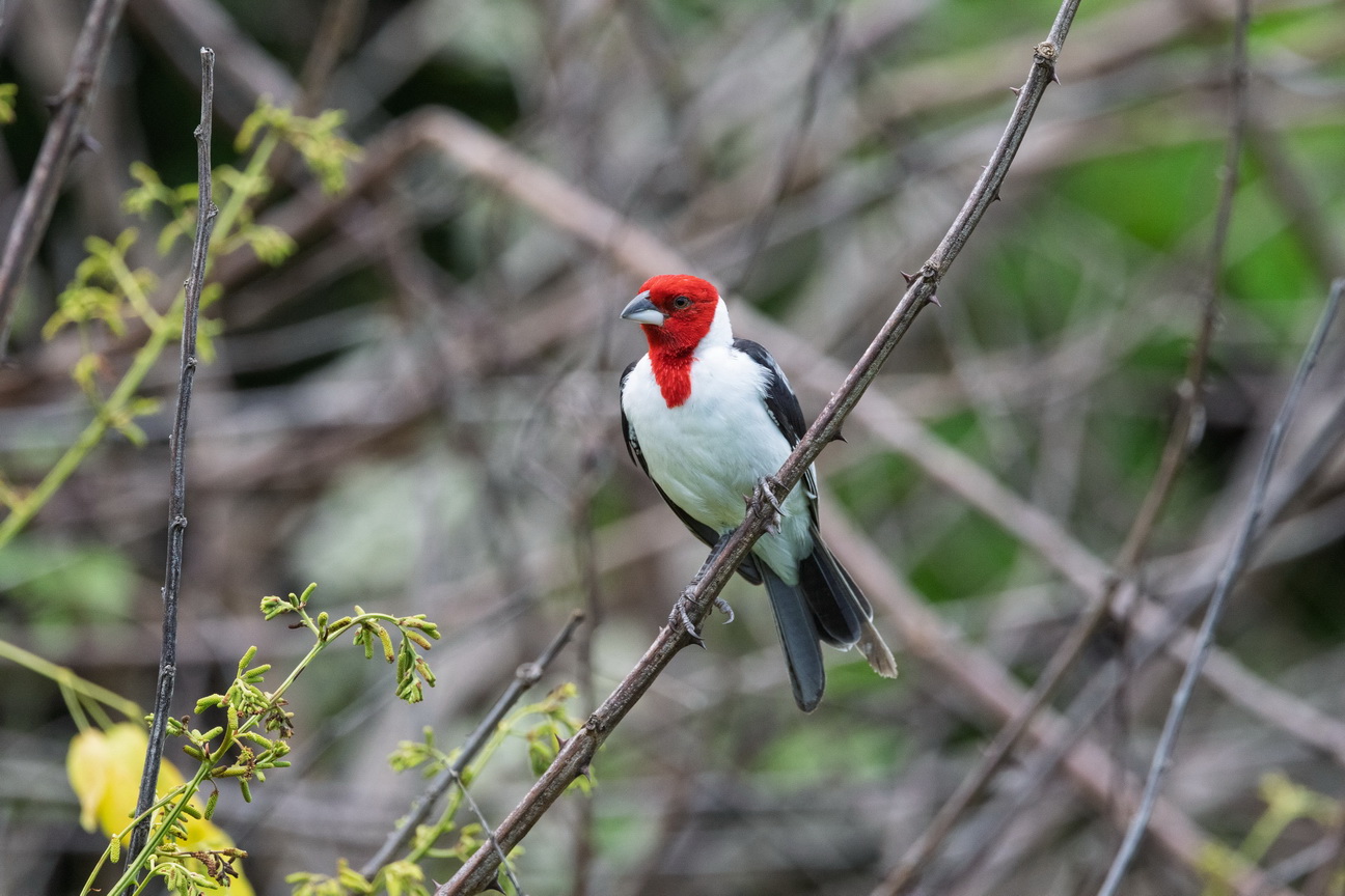 6831 Jericoacoara Dominicanerkardinaal.jpg