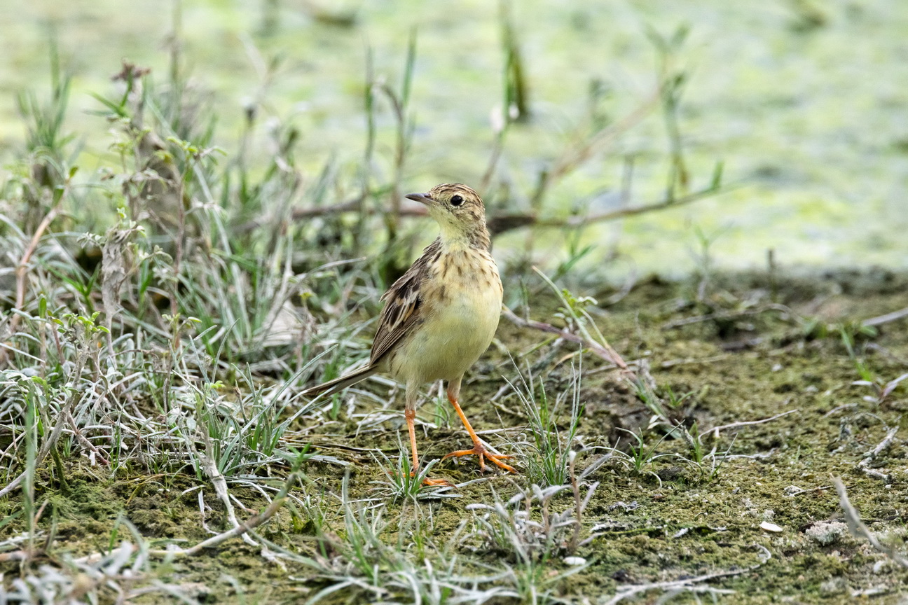 6841 Jericoacoara Kaneelpieper.jpg