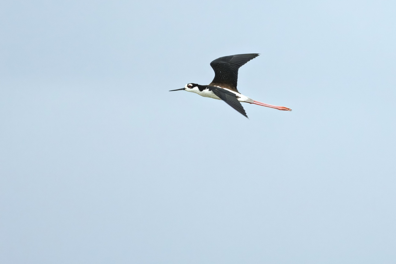 6847 Jericoacoara Am Steltkluut.jpg