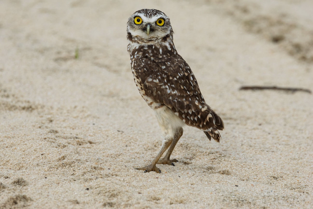 6850 Jericoacoara Holenuil.jpg