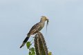 6817 Jericoacoara Guirakoekoek