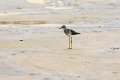6848 Jericoacoara Kleine geelpootruiter
