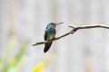 6897 Pipa Blauwkeelkolibri