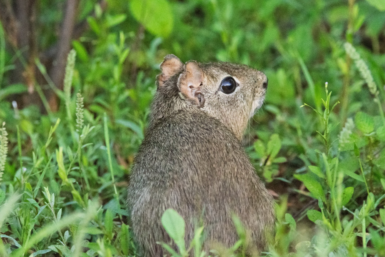 6951 Pai Mateus Braziliaanse Cavia.jpg