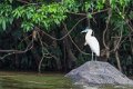 5692 Boven Suriname Kapreiger-2