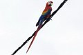5702 Boven Suriname Ara
