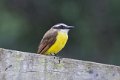 5715 Boven Suriname Kiskadee