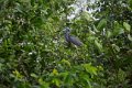 5726 Boven Suriname Witbuikreiger