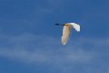 5829 Galibi Zilverreiger
