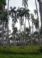 Paramaribo Palmentuin